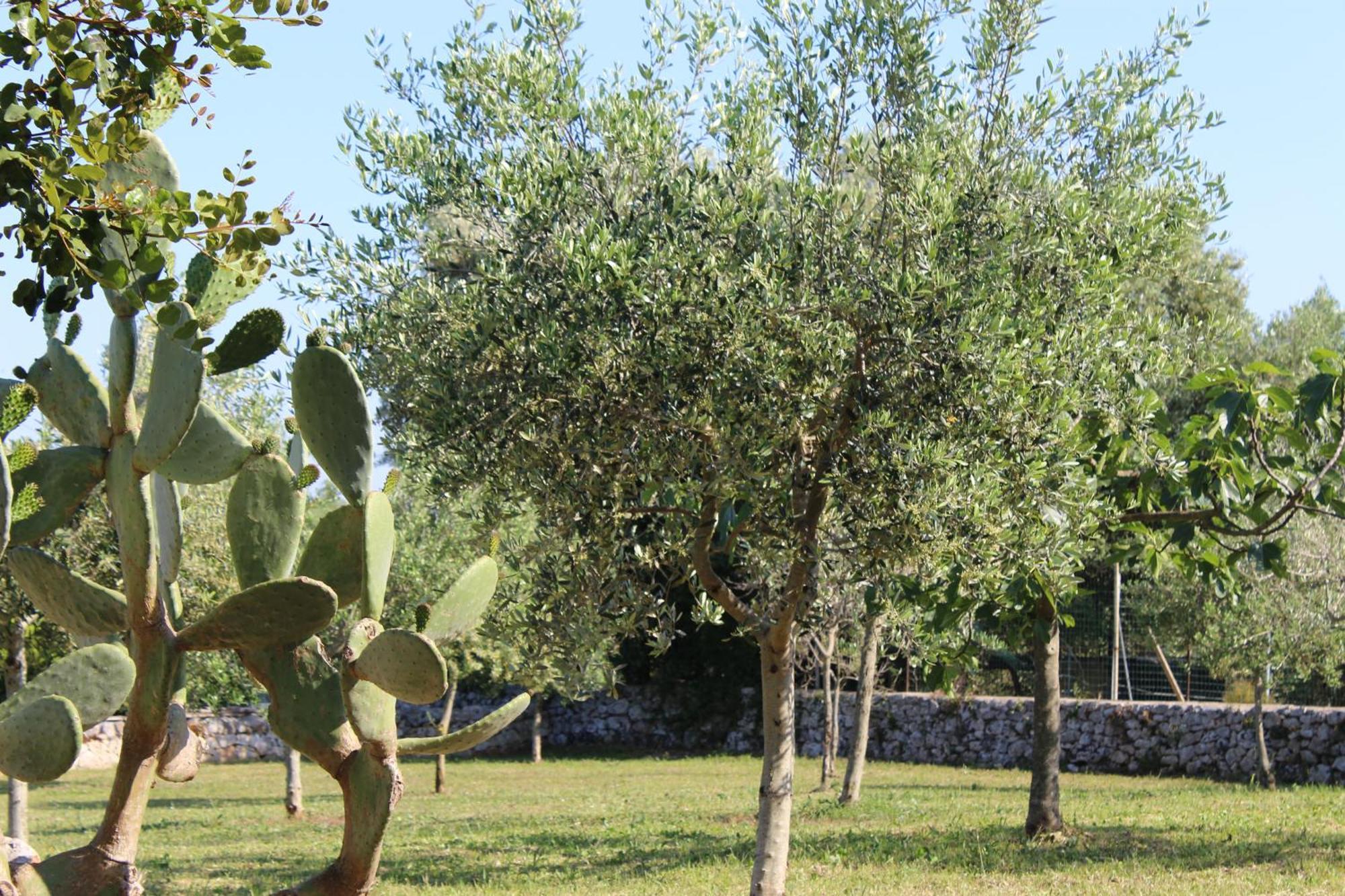 Masseria Tolla Остуні Екстер'єр фото
